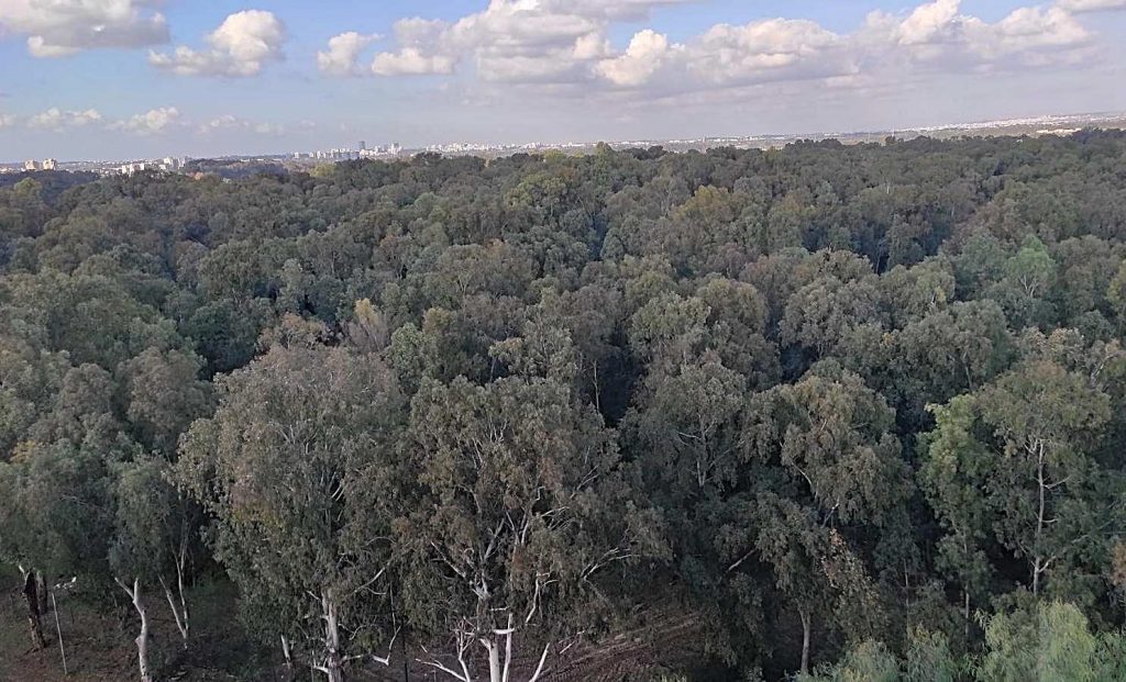 אקליפטוסים במחנה סירקין