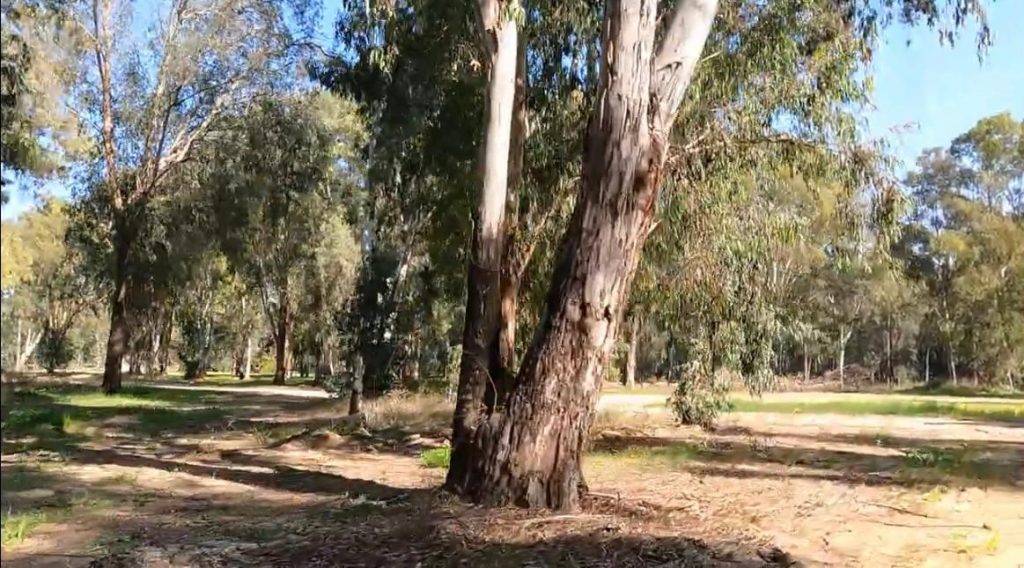 חורשת אקליפטוסים במחנה סירקין. צילום: ארבל שחר עטיה